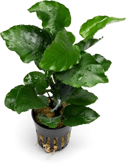 SubstrateSource Live Jungle Plants - Anubias Emerald Bloom (Anubias barteri) - Compact Epiphytic Rhizome Plant for Midground Freshwater Aquascapes, Emerald Green Accent - Pot