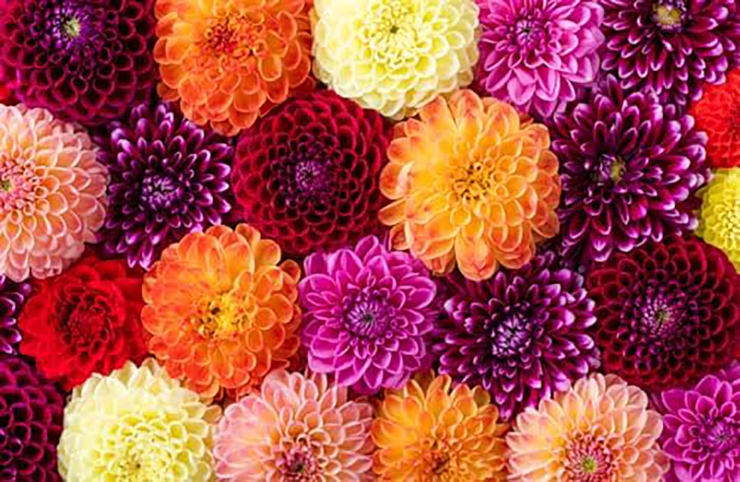 After Dusk Dahlia - 5 Gallon Size Bare Root Tuber Multi-Color - Vibrant Multi-Colored Blooms for Spring Planting 2025 - Large Tuber for Stunning Garden Displays