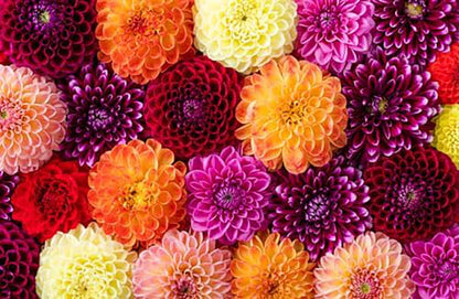After Dusk Dahlia - 5 Gallon Size Bare Root Tuber Multi-Color - Vibrant Multi-Colored Blooms for Spring Planting 2025 - Large Tuber for Stunning Garden Displays