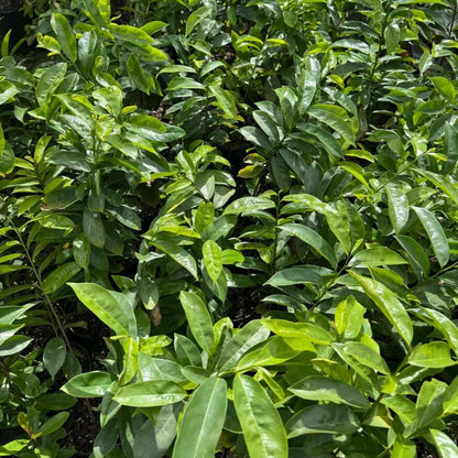 Soursop Tree, 3 Ft Tall Grafted Soursop Tree Live Plant in 3 Gallon Pot, Tropical Guanabana Trees, No Ship to CA