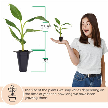 Banana Basjoo Plants (4 Pack) – Live Cold Hardy Banana Plants for Planting, Fast-Growing Ornamental Musa for Garden or Pots, Tropical Foliage, Thrives in Zones 5–11