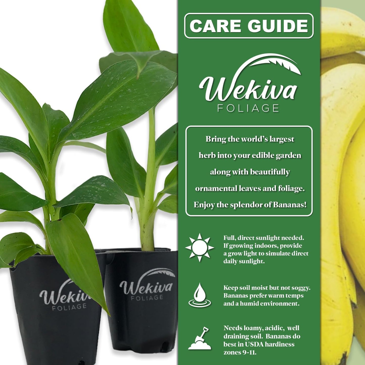 Dwarf Cavendish Banana Tree - 1 Live Plant in a 3 Inch Growers Pot - Musa Acuminata - Edible Fruit Bearing Tree for The Patio and Garden