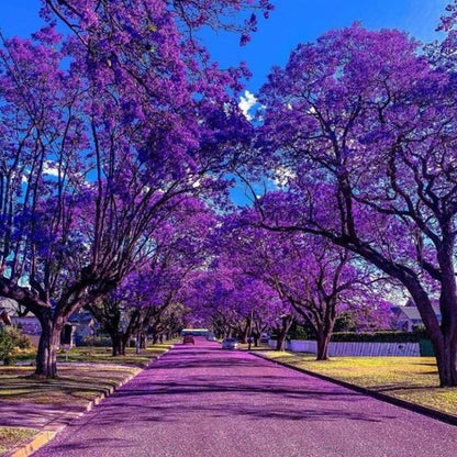Jacaranda Tree Live Plant, 4 Inch Pot, 6-10 Inch Tall Purple Flowers, Perennial Jacaranda Tree Live Potted