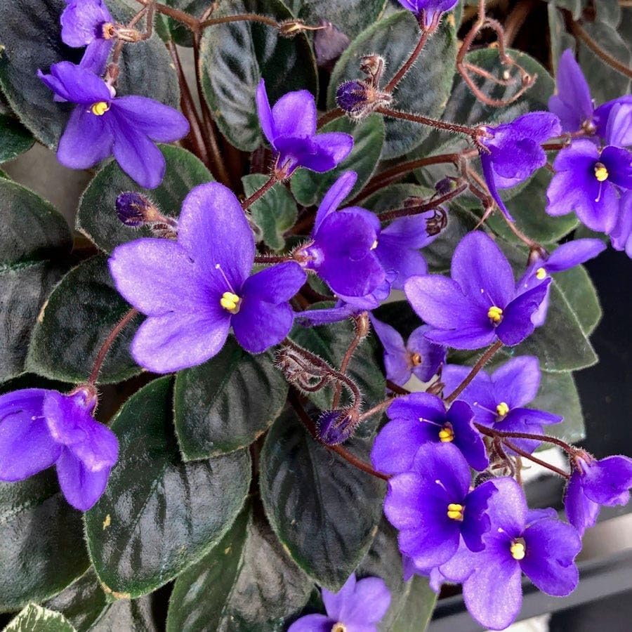 Park Seed African Violet Flower Plant Seeds, Easy to Grow, Perfect for Spring Garden, Heirloom, Pack of 50