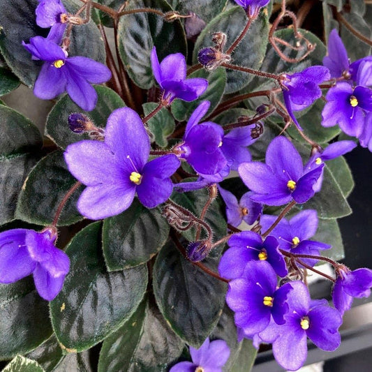 Park Seed African Violet Flower Plant Seeds, Easy to Grow, Perfect for Spring Garden, Heirloom, Pack of 50