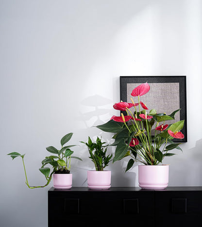 Ton Sin Plant Pots, 4.1+5.1+6.5 inch, Set of 3, Ceramic Planters with Drainage Hole and Saucer, Indoor Flower Pot with Drainage Hole, Gifts for Mom(Matte Pink)