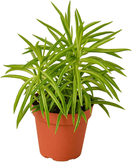 Peperomia Green Bean Live Plant for Indoor | Different Houseplants in 4'' & 6'' Pot | Real House Plant for Living Room, Office, Desk & Bathroom | Ferreyrae | Pincushion