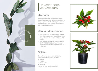 Anthurium Melanie Red Live Plant, Indoor/Outdoor, 10-inch Grower Pot, 28 inches Tall