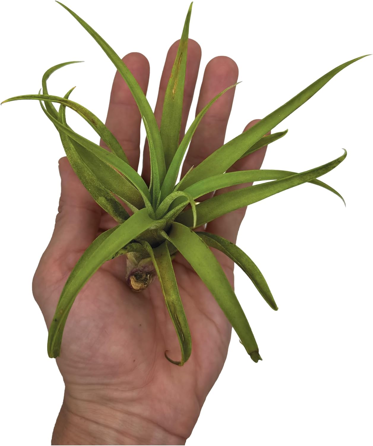 ragnaroc Air Plants - Tillandsia Capitata (Peach), Large 5-7” - 1 ct - Live Arrival Guaranteed - House Plants for Home Decor & Gift