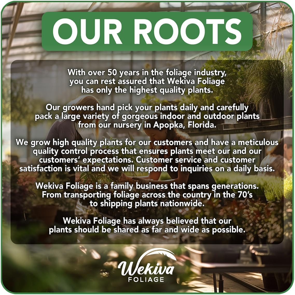 Violet De Bordeaux Fig Tree - 4 Live Starter Plants - Ficus Carica - Edible Fruit Tree for The Patio and Garden