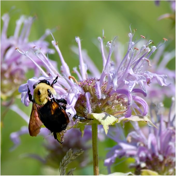 Seed Needs, Bee Balm Seed Packet Collection (3 Individual Varieties of Seed for Planting) Non-GMO & Untreated