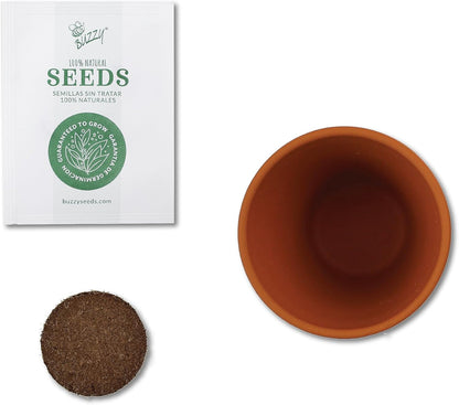 BUZZY Seeds Radiant Collection Grow Kits, 12-Pack Mini Terracotta Pots with Aloe, Christmas Basil, and Spruce Seed Packs,All-in-One Starter Set for All Ages, Gardening Gifts, Stocking Stuffers