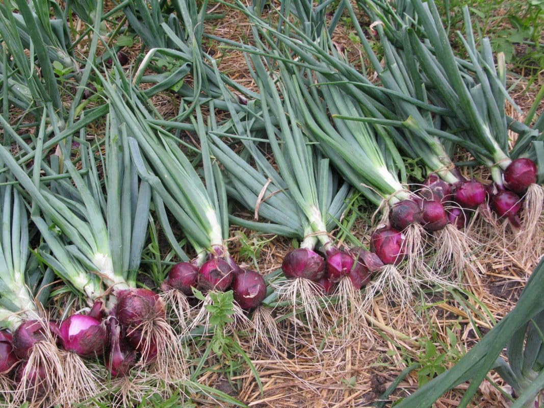Simply Seed™ - Sweet Red Onion Bulbs - 1LB - Naturally Grown - Non GMO - Grow Anywhere - American Raised