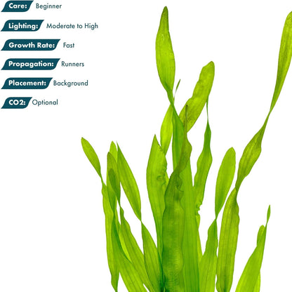 SubstrateSource Live Plant - Tall Grass, Vallisneria Americana - Moderate to High Light, Bright Green, Background, Freshwater Aquatic Plant for Aquascaping - Lead Bunch, 4 Pack