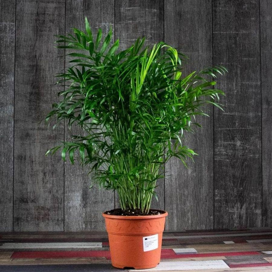 Seeds Parlor Palm Neanthe Bella Palm Chamaedorea Rare Perennial Tree