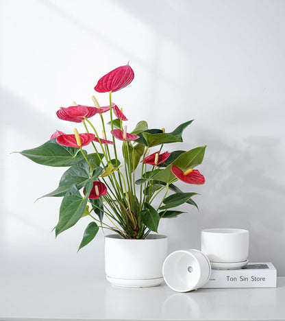 Ton Sin Plant Pots, 4.1+5.1+6.5 inch, Set of 3, Ceramic Planters with Drainage Hole and Saucer, Indoor Flower Pot with Drainage Hole, Gifts for Mom(Matte White)