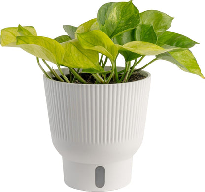 Costa Farms Lemon Top Pothos, Rare Unique Live Indoor Plant in 6-Inch Self-Watering Houseplant Pot, Potting Soil, Trending Tropicals Collection, Room and Home Decor