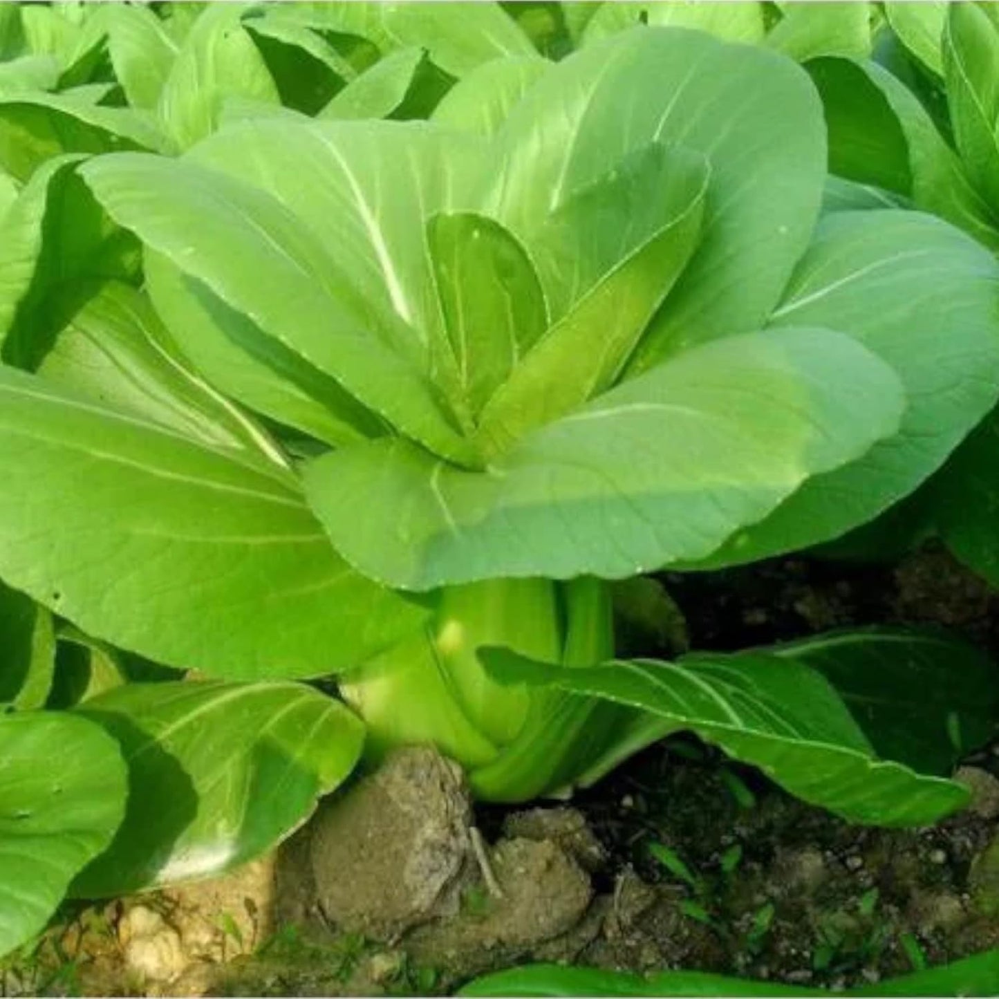 All Year Round Organic Chinese Cabbage Seeds, 1000pcs, Non-GMO, High 95% Germination, Perfect for Every Season