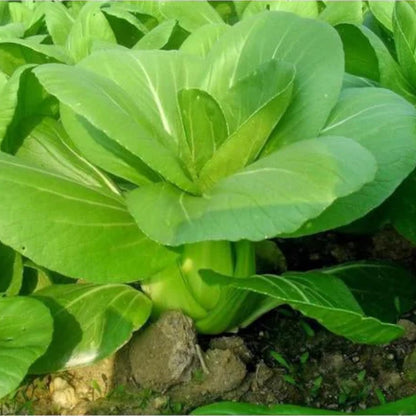 All Year Round Organic Chinese Cabbage Seeds, 1000pcs, Non-GMO, High 95% Germination, Perfect for Every Season