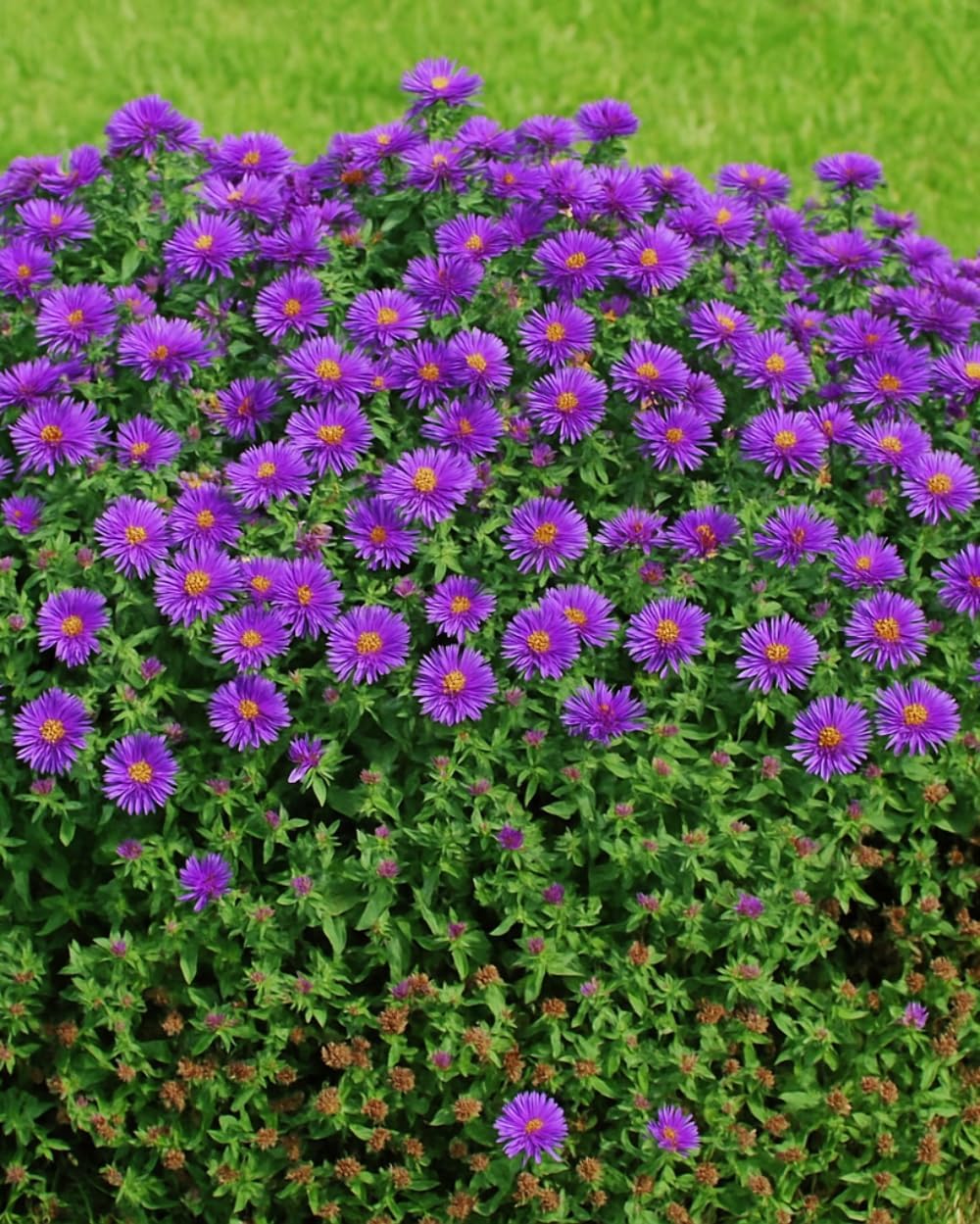 Perennial Farm Aster Novae-Angliae 'Purple Dome' – Live Dwarf New England Perennial in #1 Container, Compact Habit with Violet-Purple Blooms, Late Season, Pollinator Friendly, Ideal for Borders & Beds
