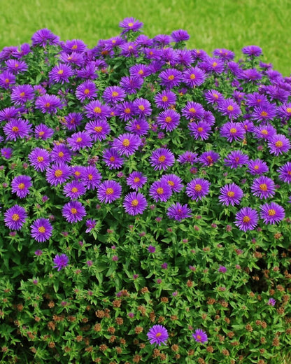 Perennial Farm Aster Novae-Angliae 'Purple Dome' – Live Dwarf New England Perennial in #1 Container, Compact Habit with Violet-Purple Blooms, Late Season, Pollinator Friendly, Ideal for Borders & Beds