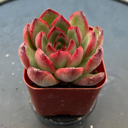 Sprout N Green Echeveria Puli-lindsayana, 1 Live Mini Succulent Plant Fully Rooted in 2 inch Starter Pot, Real House Plant for Indoor Outdoor Home Office Wedding Decoration Party Favor