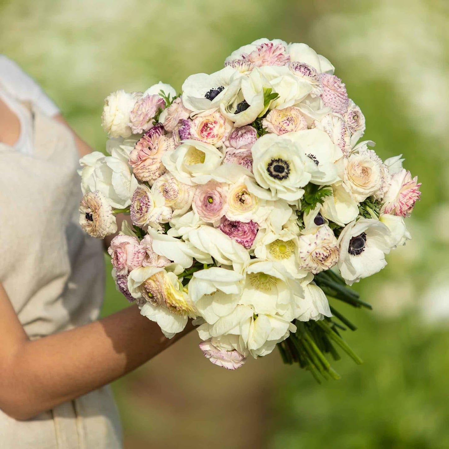 Eden Brothers Anemone & Ranunculus Bulbs - Alpine Mix