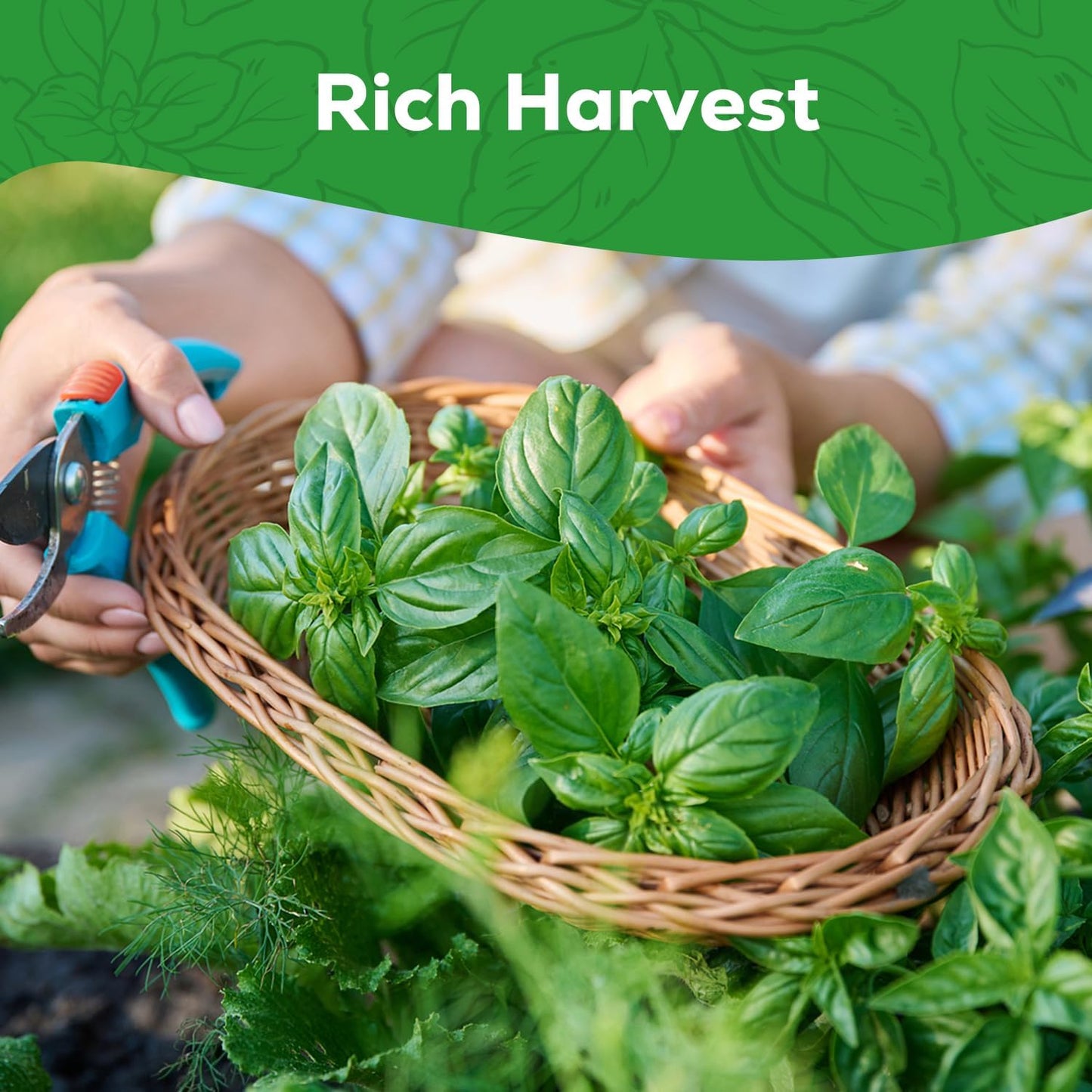 Genovese Basil Seeds for Planting - 500 Heirloom, Non-GMO Seeds - Sweet Basil Herb Seeds for Home Herb Garden, Indoor & Outdoor Herb Gardening