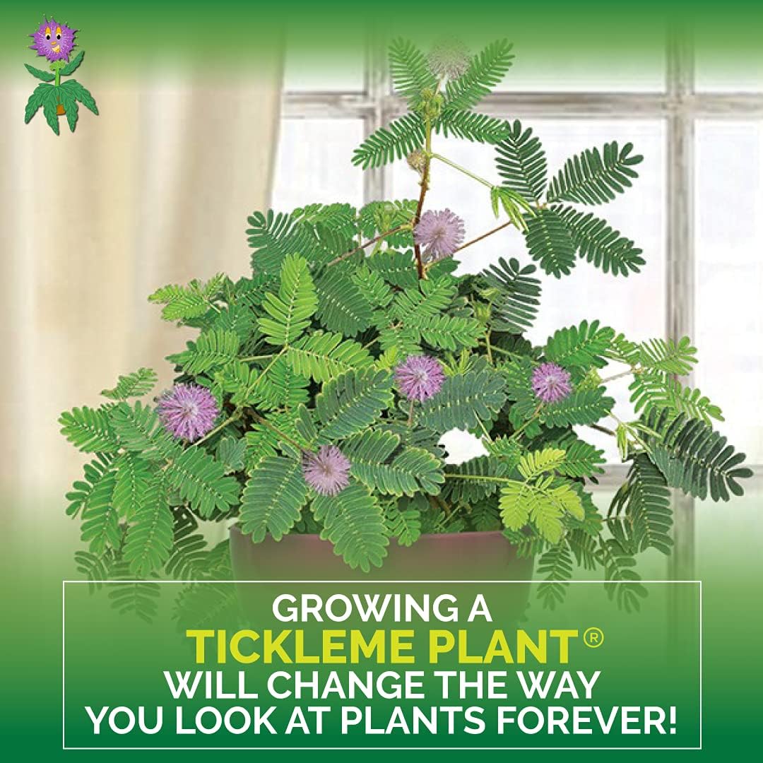 TickleMe Plant Deluxe Family Greenhouse Kit – Grow The Playful Plant That Closes Its Leaves When Tickled! Includes Mini Greenhouse, 3 Seed Packets, Soil Pellets & Pots – Fun Indoor Gardening Gift