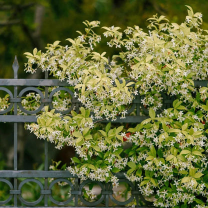 Star Jasmine/Confederate Jasmine - Trachelospermum Jasminoides. Live. Fragrant Flowers. (2 Plants in Cup)
