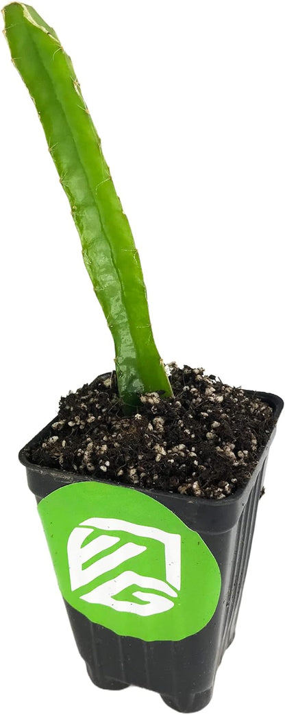 Edgar's Baby Dragon Fruit Cactus - Hylocereus undatus by Wellspring Gardens - Tropical Fruit Plant, Lush Home Gardening, Unique Flavor, Easy Grow, Exotic Decor - Starter Plant