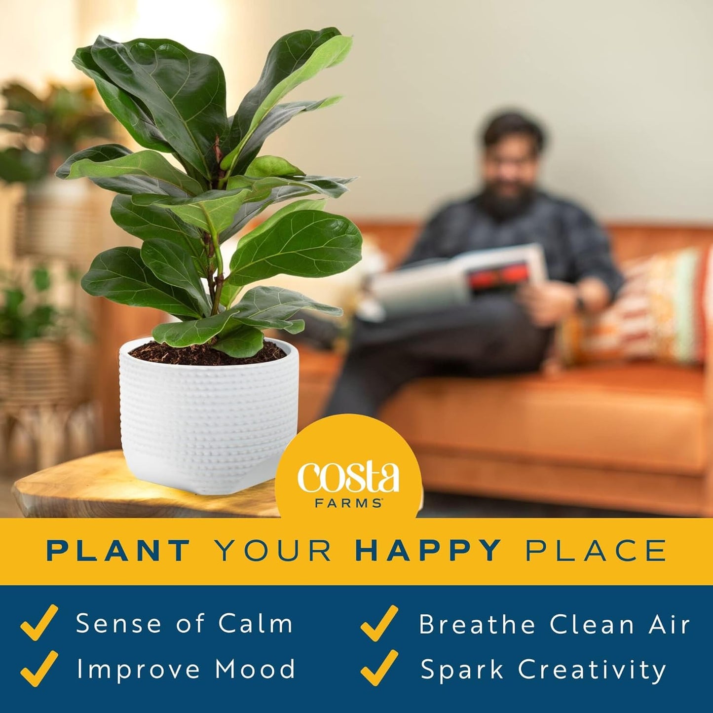 Costa Farms Fiddle Leaf Fig Tree Live Plant, Little Ficus Indoor Plant in Modern Decor Planter, Houseplant Potted in Potting Soil, Birthday, Housewarming, Home Decor, 1-Foot Tall