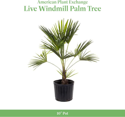 American Plant Exchange Windmill Palm Tree – 10-Inch with Pot – Live Chusan Palm Plant, Cold Hardy Tropical Tree for Home, Patio, or Garden Landscape Decor