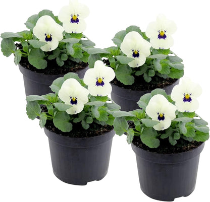 Live Healthy Flowering Pansies - White Blotch (4 Plants Per Pack), Beautiful Fall Color, 6" Tall by 4" Wide in 1 Pint Square Pot
