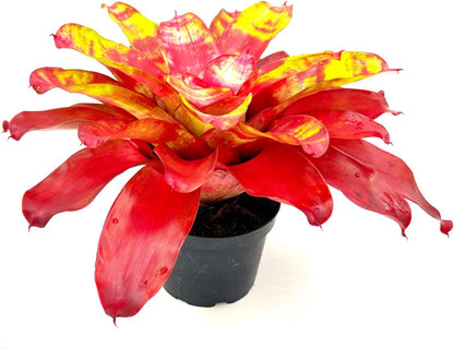 ragnaroc Live Plants – Bromeliad Neoregelia Golden Gate, 8-12" in 6" Pot - 1ct - Live Arrival Guaranteed - House Plants for Home Decor & Gift