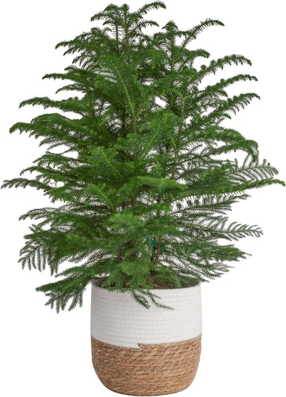 Costa Farms Norfolk Island Pine Live Christmas Tree, House Plant in Decorative Holiday Pot, Easy to Maintain Large Indoor Houseplant, Holidays or Christmas Décor, Decoration, or Gift, 3-4 Feet Tall