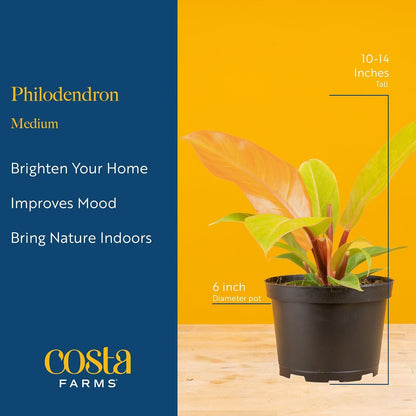 Costa Farms Philodendron Live Plant in Decorative Pot, Air Purifying Indoor Houseplant, Assorted Variety, Home, Room, or Office Decor, House Warming or Birthday Gift, 12-18 Inches Tall