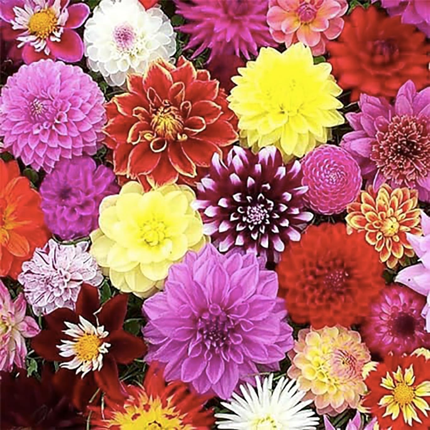 After Dusk Dahlia - 5 Gallon Size Bare Root Tuber Multi-Color - Vibrant Multi-Colored Blooms for Spring Planting 2025 - Large Tuber for Stunning Garden Displays