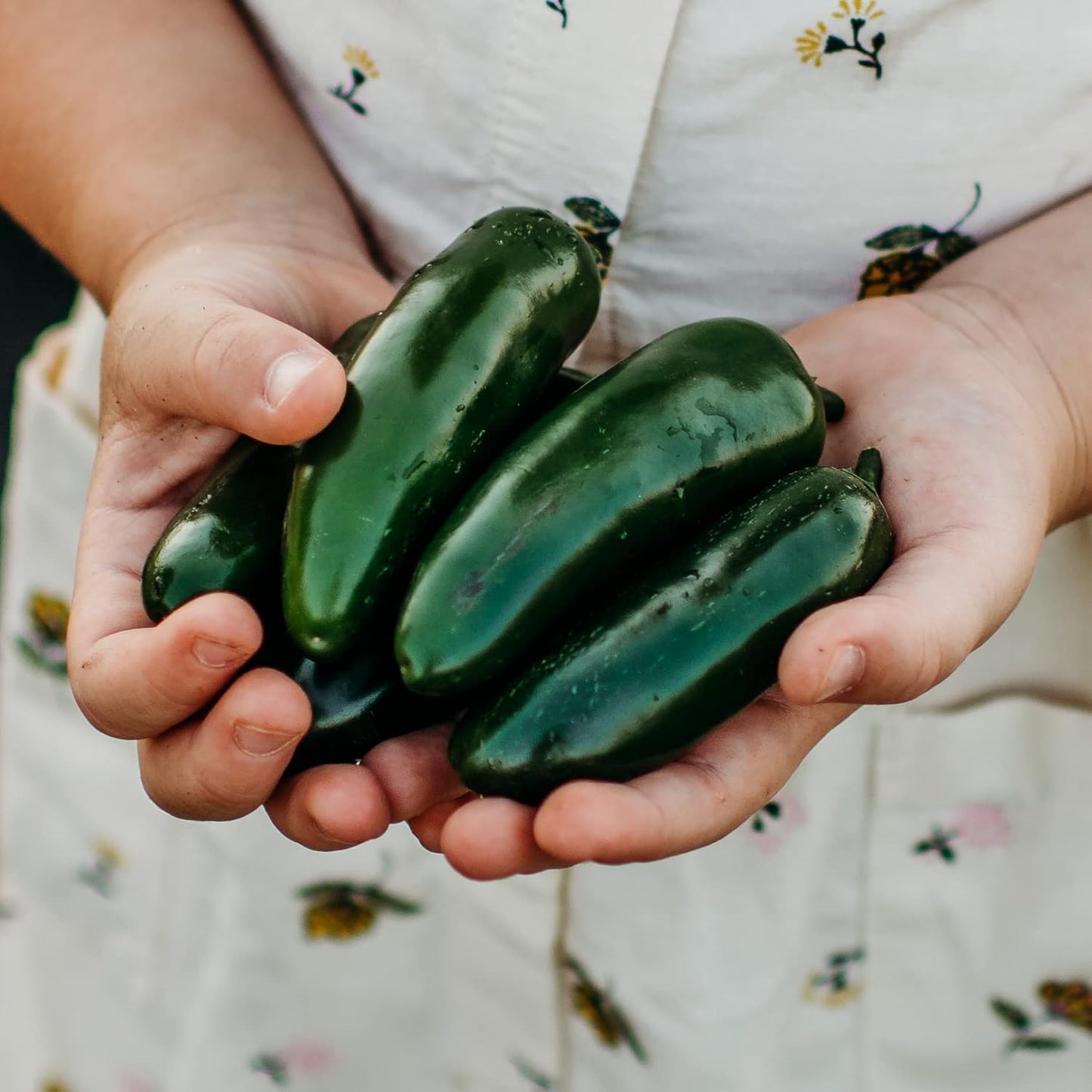 Nadapeno Jalapeno Pepper - 25 Seeds - Heatless Jalapeno Variety, Non-GMO Jalapeno Seeds for Planting in The Home Garden, Thresh Seed Company