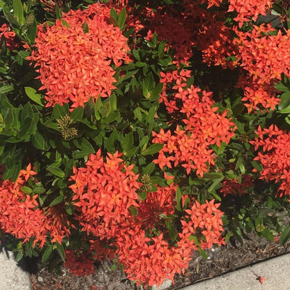 Set 2 Dwarf Red Ixora Live Plants, Size 2 to 5 Inch Tall Plant - Hardy, Perennial Ixora Flowers Starter Plant for Grow Outdoors, Without Pot