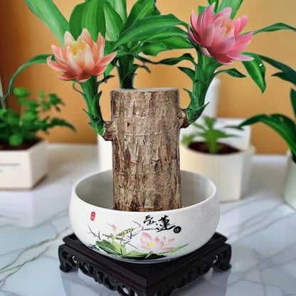 Brazilian Lucky Wood Kit with Monk, Grow Your Own Luck,Easy to Maintain Mini Brazil Woods for Indoor/Outdoor, Bedroom, Kitchen, Office Desk, Garden and Other Decorations (F)