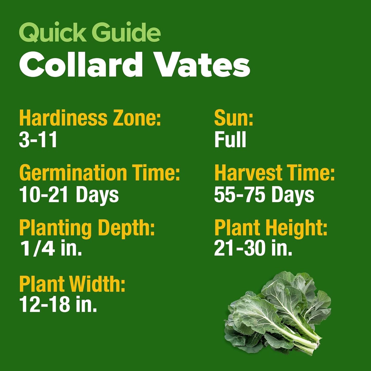 HOME GROWN Collard Green Seeds - 2 Pack - 600 Seeds for Fall Planting - High Germination 𝗡𝗢𝗡-𝗚𝗠𝗢 𝗨𝗦𝗔-𝗦𝗢𝗨𝗥𝗖𝗘𝗗 Heirloom Vegetable Seeds,Vates Collard Greens Seed Pack(Brassica oleracea)