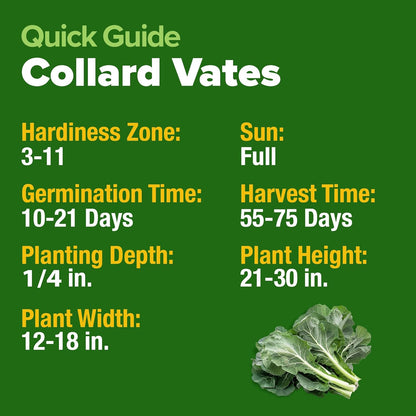 HOME GROWN Collard Green Seeds - 2 Pack - 600 Seeds for Fall Planting - High Germination 𝗡𝗢𝗡-𝗚𝗠𝗢 𝗨𝗦𝗔-𝗦𝗢𝗨𝗥𝗖𝗘𝗗 Heirloom Vegetable Seeds,Vates Collard Greens Seed Pack(Brassica oleracea)