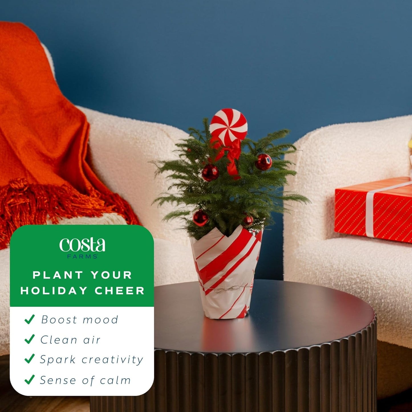 Costa Farms Norfolk Island Pine, Live Christmas Tree Plant in Holiday Gift Wrap Pot, Includes Ornaments and Topper, Indoor Houseplant, Room, or Office Decor, Great House Warming, 16-22 Inches Tall