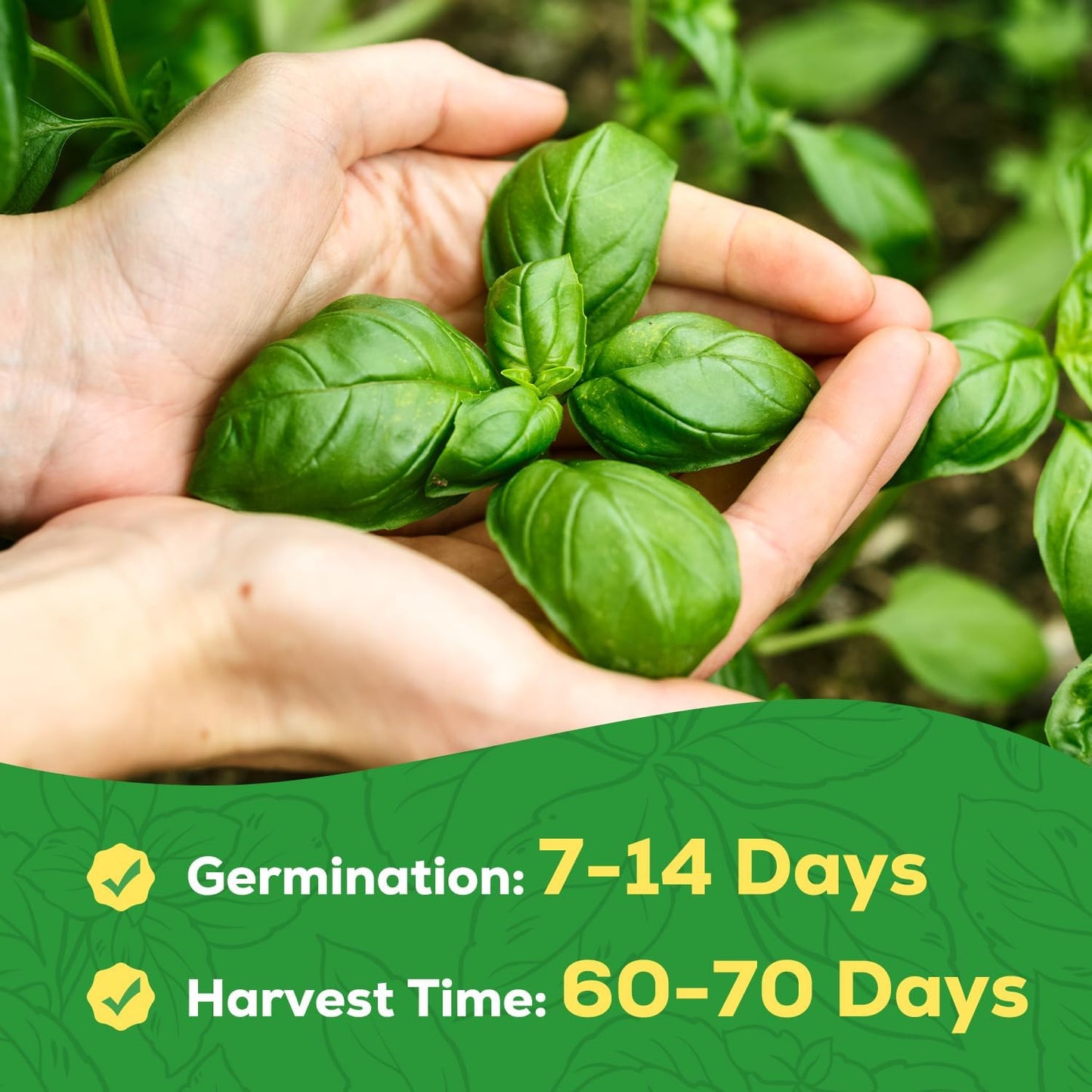 Genovese Basil Seeds for Planting - 500 Heirloom, Non-GMO Seeds - Sweet Basil Herb Seeds for Home Herb Garden, Indoor & Outdoor Herb Gardening