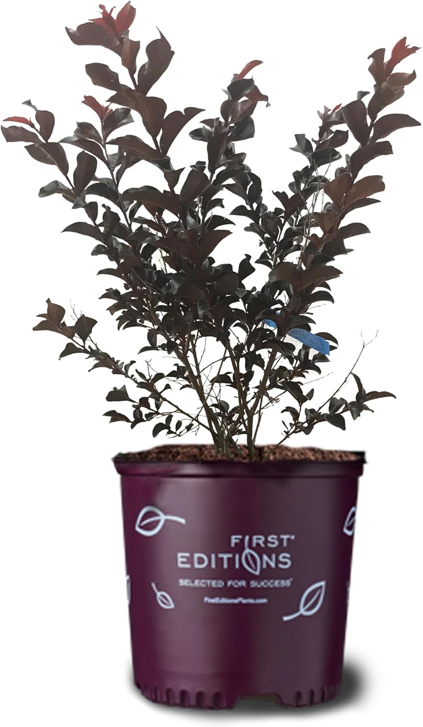 American Plant Exchange Lunar Magic Crape Myrtle Tree Live, 3-Gallon Pot, 1-2ft Tall, Vibrant White Flowers, Drought-Tolerant, Large Outdoor Landscape Accent, Year-Round Beauty