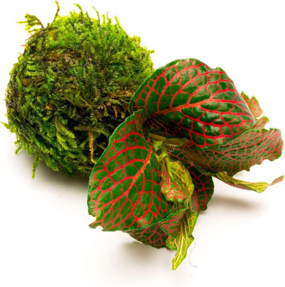 SubstrateSource Live Planted Decor - Nerve Plant (Fittonia albivenis) on Clay Moss Ball - Low to Medium Light, Dark Green Leaves with Red Veins Terrarium Plant, Emersed or Paludarium Placement, 1 Pack