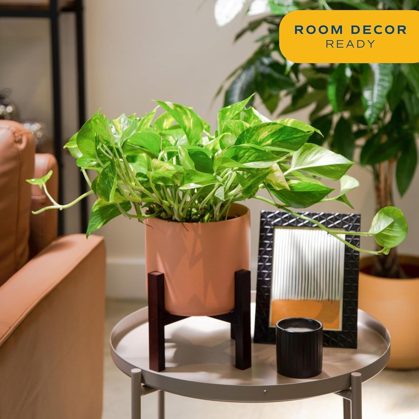 Costa Farms Golden Pothos Live Plant, Devil's Ivy in Decorative Pot, Easy to Maintain, Air Purifying Indoor Houseplant, Home, Room, or Office Decor, House Warming or Birthday Gift, 12-14 Inches Tall