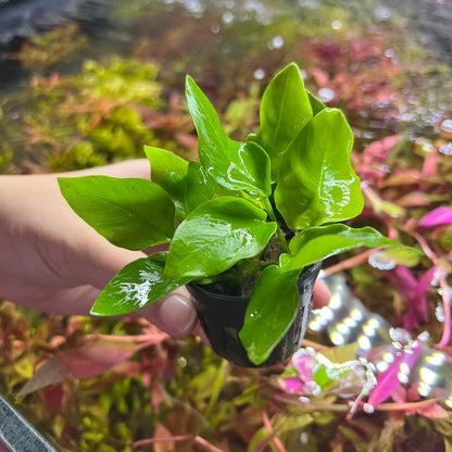 SubstrateSource Anubias Live Aquarium Plants - Potted Freshwater Plant for Fish Tanks, Terrariums - Beginner Friendly Low Light (Nana Golden, 1 Pot)
