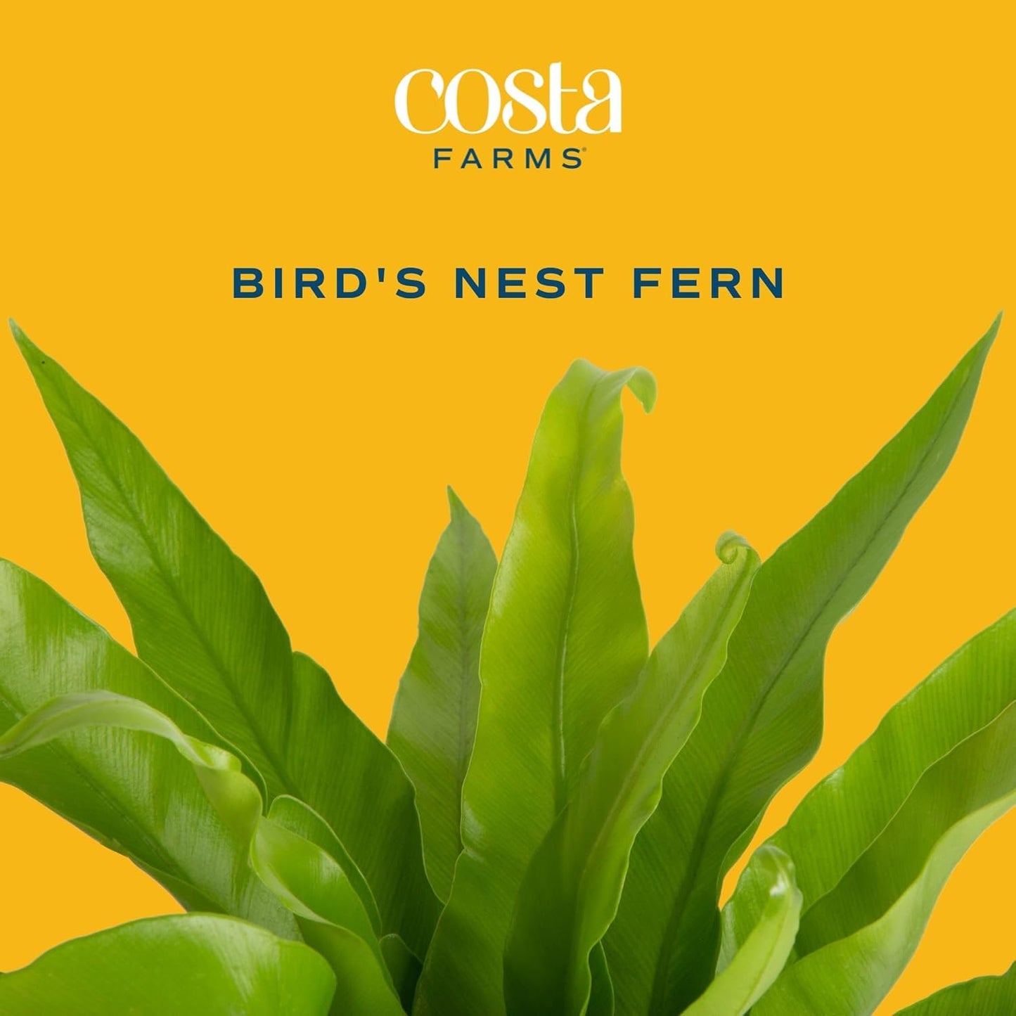 Costa Farms Bird's Nest Fern Plant, Easy to Grow Live Indoor Plant, Houseplant Potted in Decor Plant Pot, Soil Potting Mix, Indoor Garden Gift, Housewarming Gift, Room or Home Décor, 15-Inches Tall